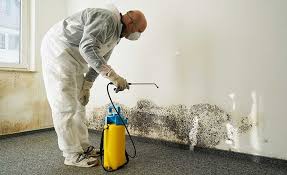 Why You Should Choose Our Mold Remediation Services in Silsbee, TX