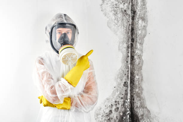 Best Industrial Mold Remediation  in Silsbee, TX