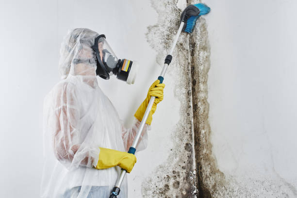 Best Emergency Mold Remediation  in Silsbee, TX