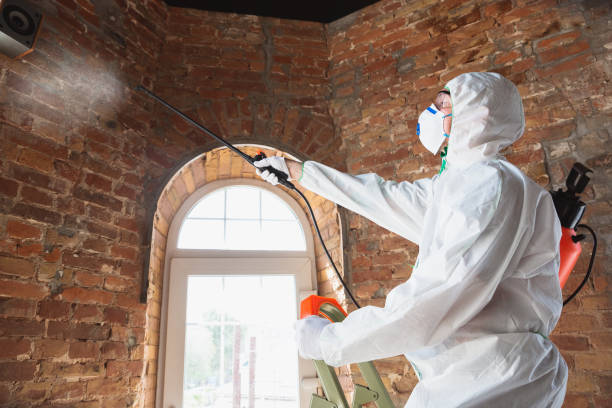 Best Biohazard Mold Removal  in Silsbee, TX